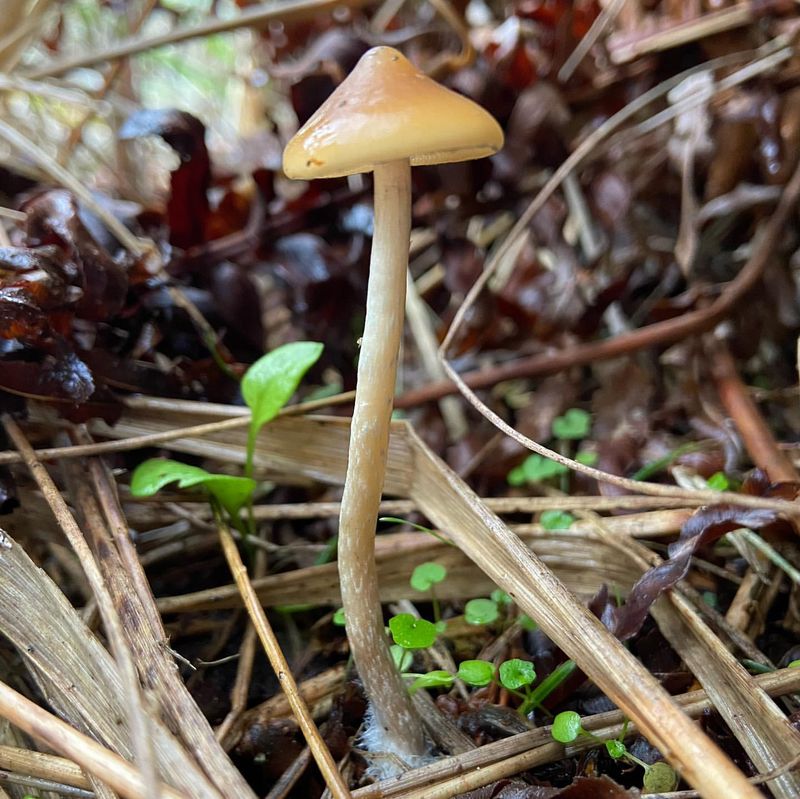 Psilocybin Mushrooms