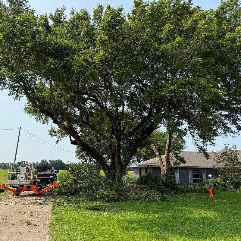What California Homeowners Must Do Before Removing Trees