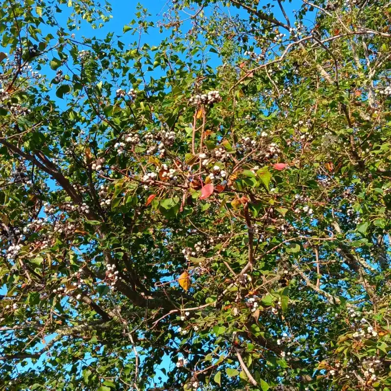 Chinese Tallow Trees Spreading As Invasive Species