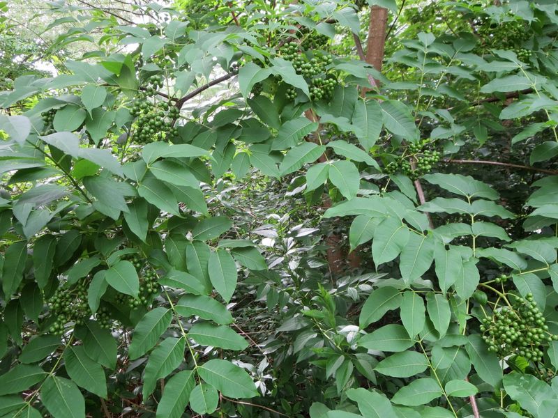 Invasive Trees Ordered Removed By Local Ordinance