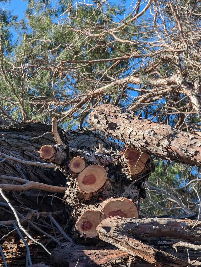Invasive Tree Species Ordered Removed By Local Ordinance