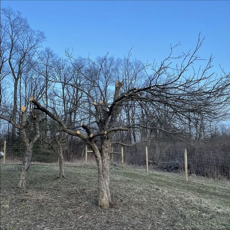 Trees Officially Declared A Public Nuisance