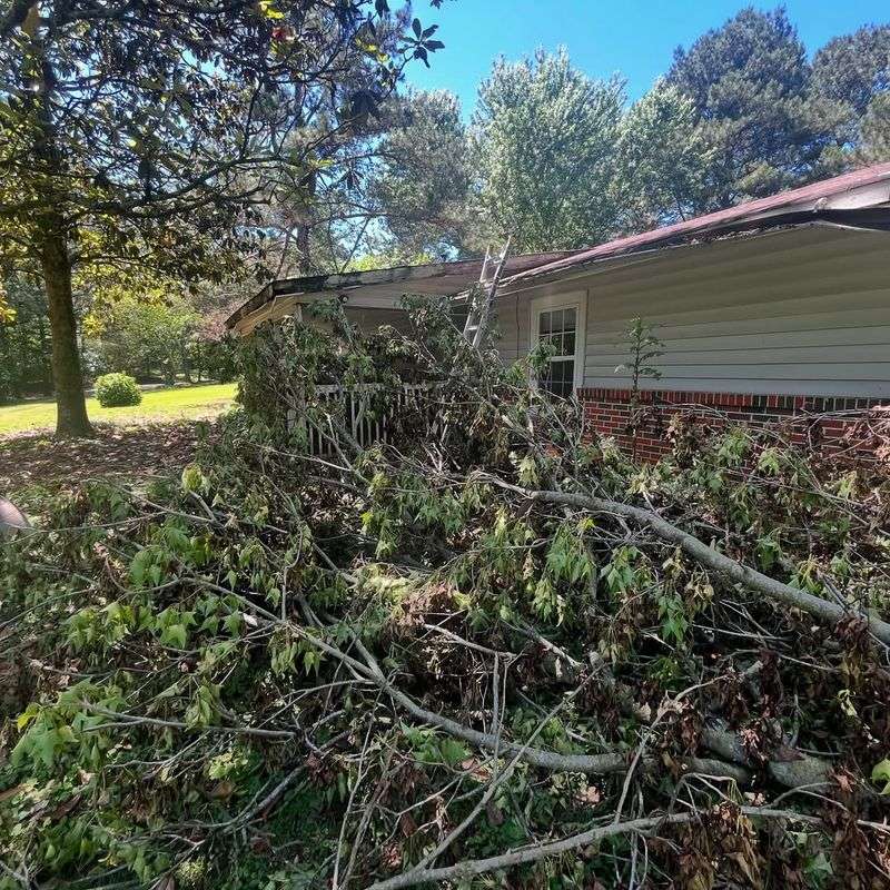 Trees On Vacant Or Neglected Property Creating Safety Risks