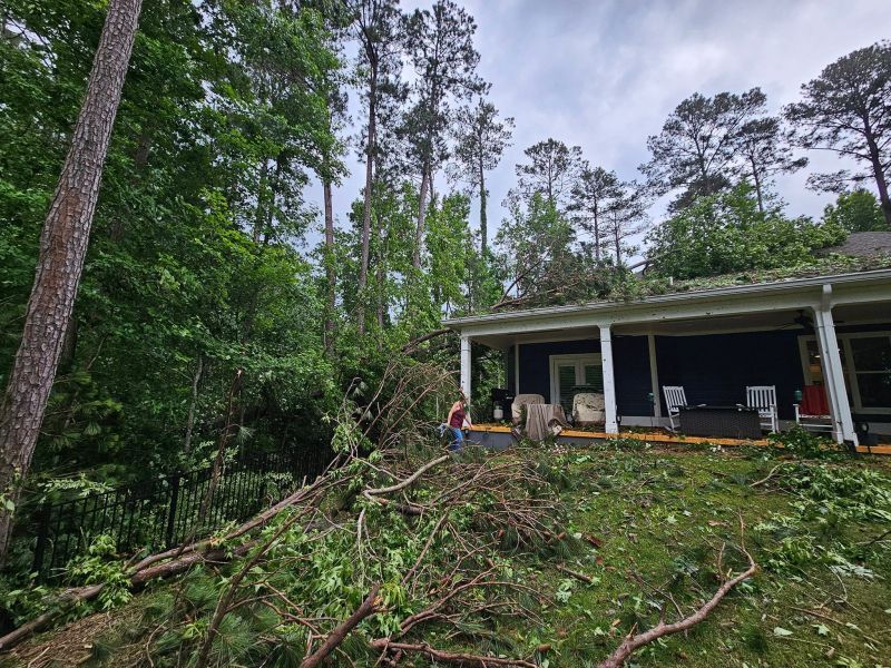Trees Officially Declared A Public Nuisance
