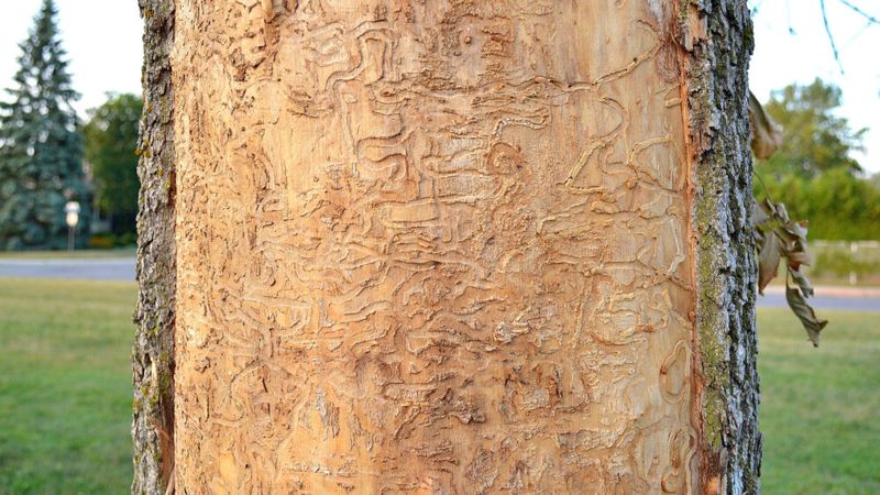 Ash Trees Compromised By Emerald Ash Borer Infestation
