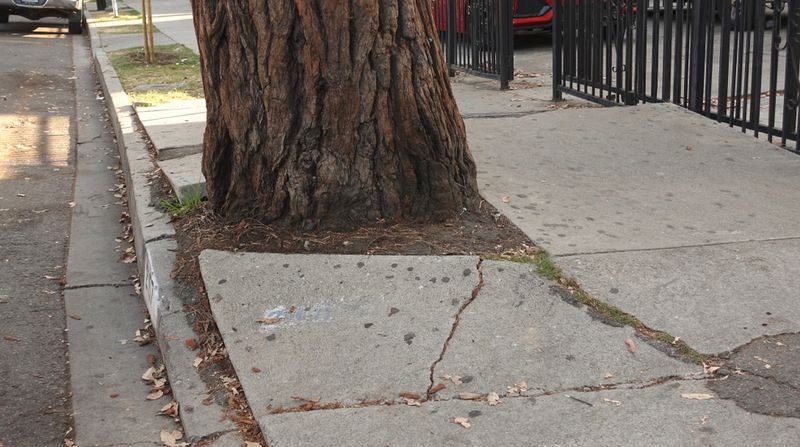 Trees Causing Verified Damage To Foundations Or Infrastructure