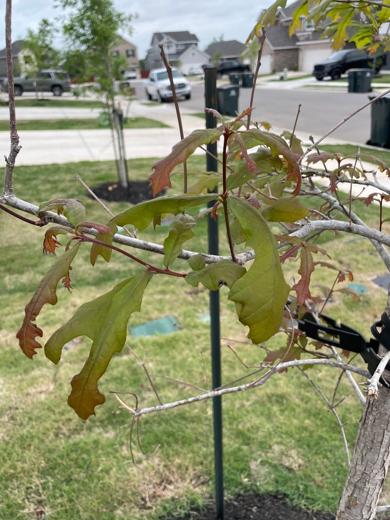 Trees Violating HOA Or Subdivision Agreements