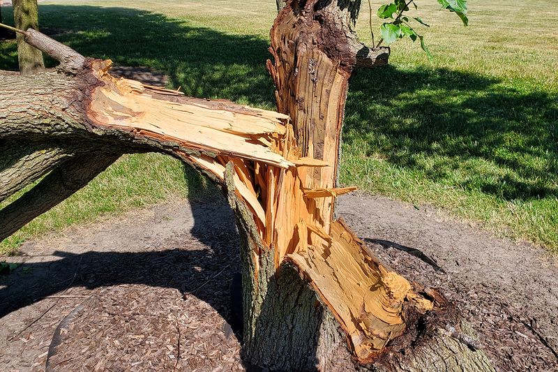 Storm-Damaged Trees Declared Unsafe