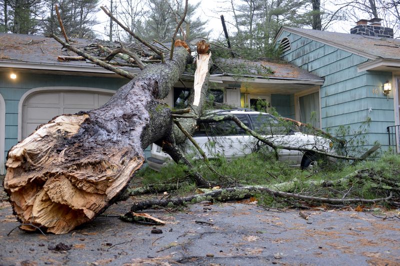 Storm-Damaged Trees Declared Structurally Unsafe By Inspectors