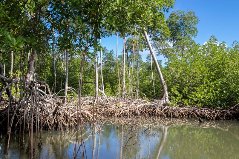 Mangrove Trees Protected By Florida State Law