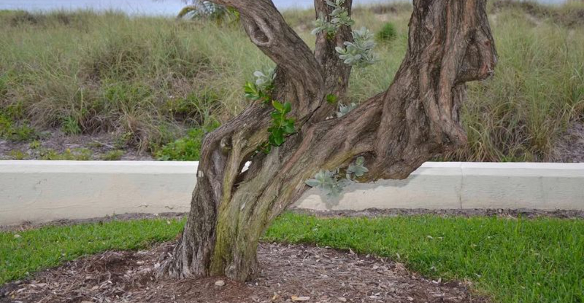 Trees In Florida That Could Land You With Hefty Fines If You Cut Them Down