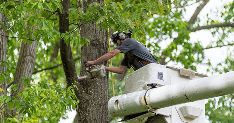 What Florida Homeowners Must Do Before Cutting Any Tree