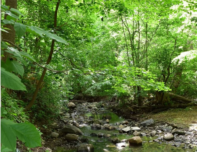 Trees Growing Along Streams, Creeks, Or Wetlands