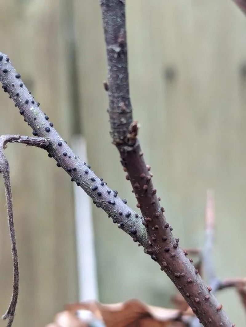 Signs A Tree Bump Is Harmless Versus A Real Problem