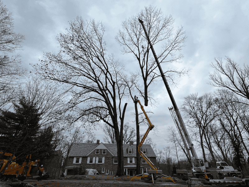 What Pennsylvania Homeowners Must Do Before Cutting Any Tree