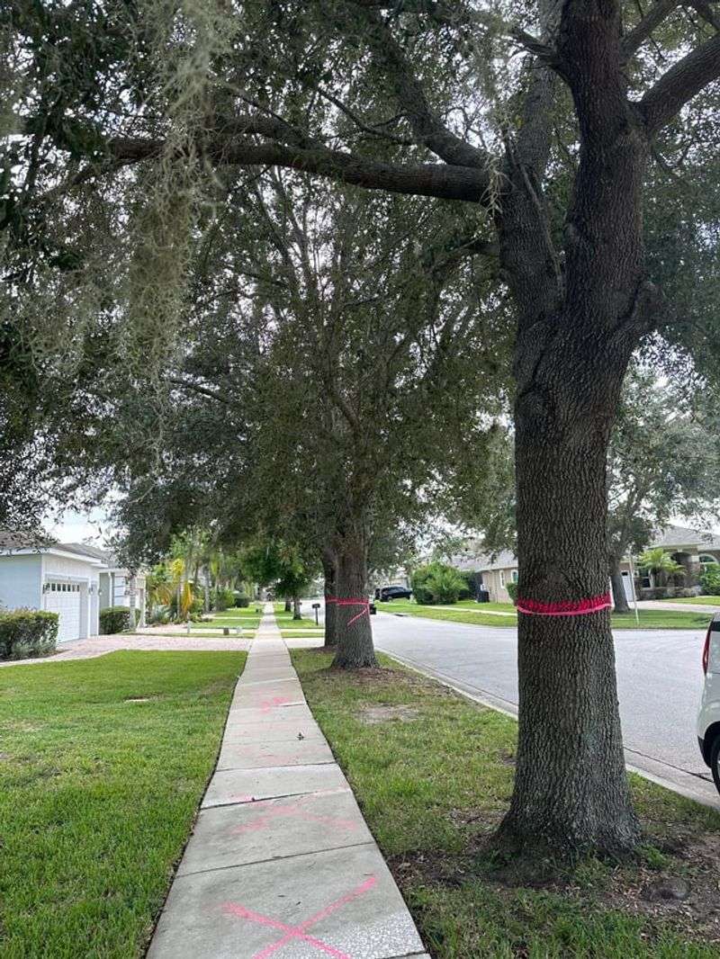 Trees On Public Or Dedicated Easements