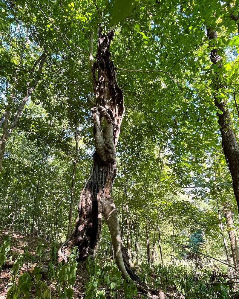 Trees On Vacant Or Neglected Property Creating Safety Risks