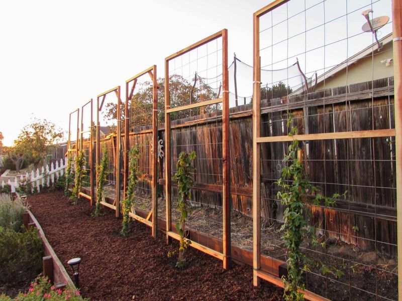 Combining Trellises With Fencing For Extra Support