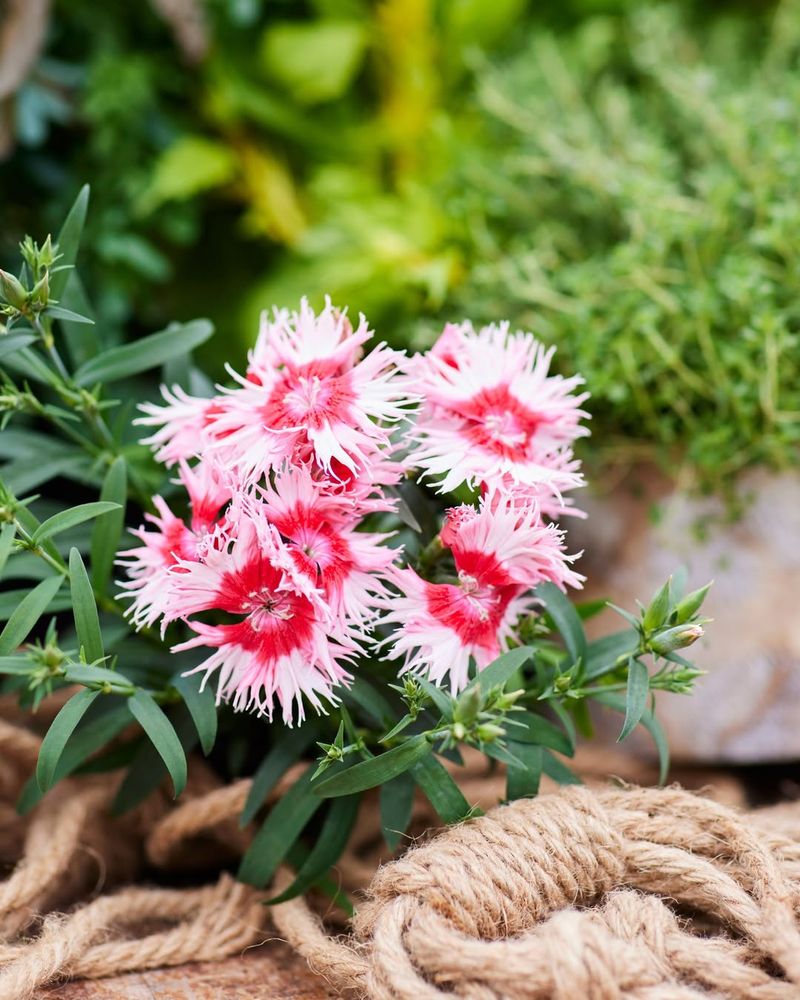 Supra Cherry Dianthus