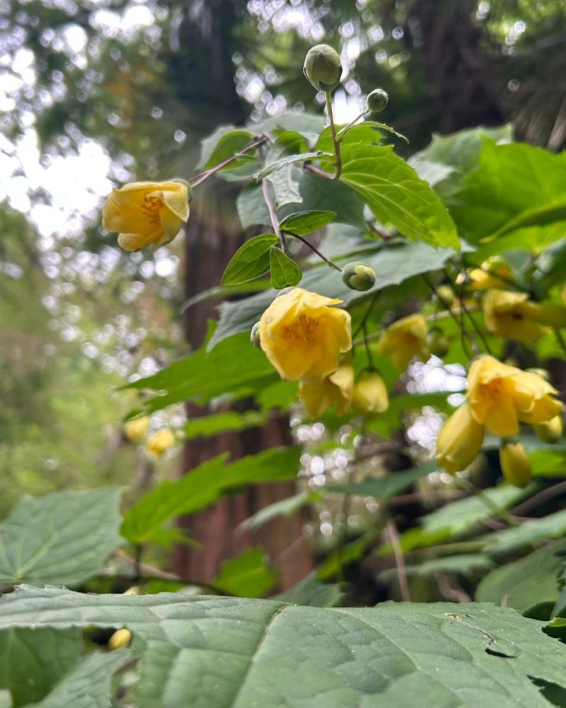 Kirengeshoma Palmata (Yellow Waxbells)
