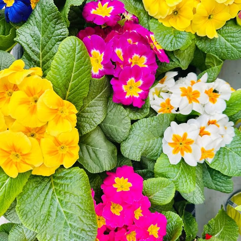 Primrose (Primula)