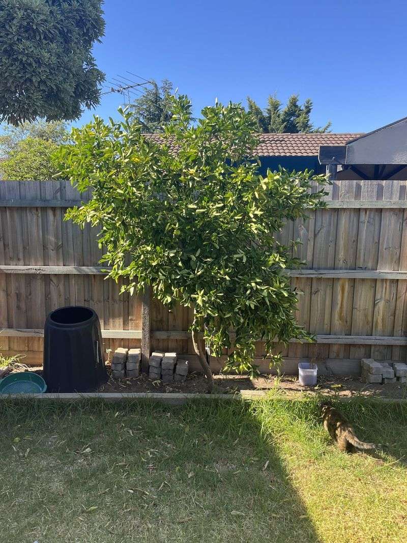 Check Your Work As You Prune