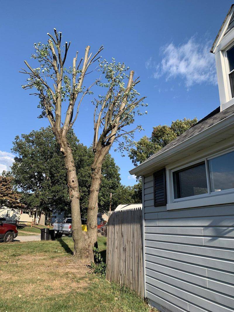Cut Maples To Boost Growth