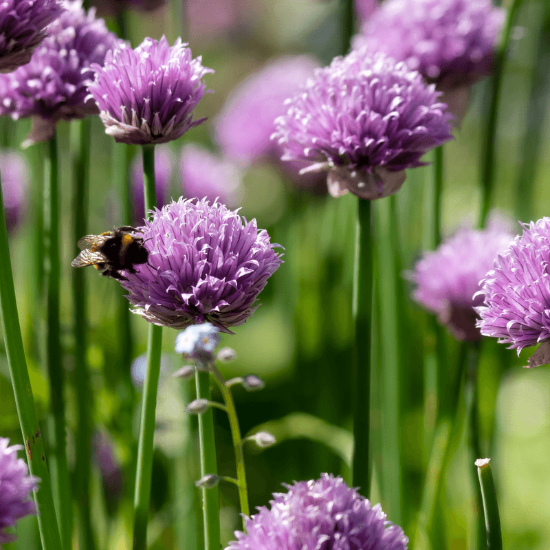 Remove Flower Stalks To Focus Energy On Foliage