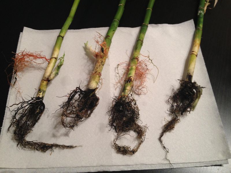 Watch For Algae Growth In Water