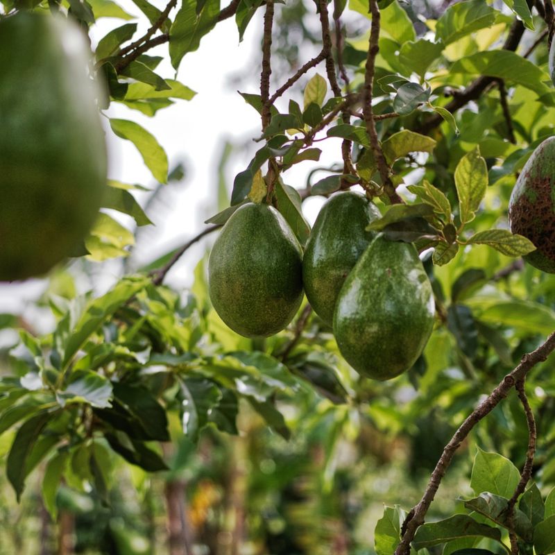 Avocado (Florida Varieties)