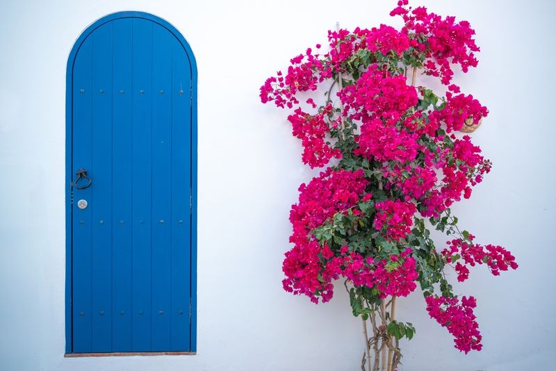 Bougainvillea Creates Explosive Tropical Impact
