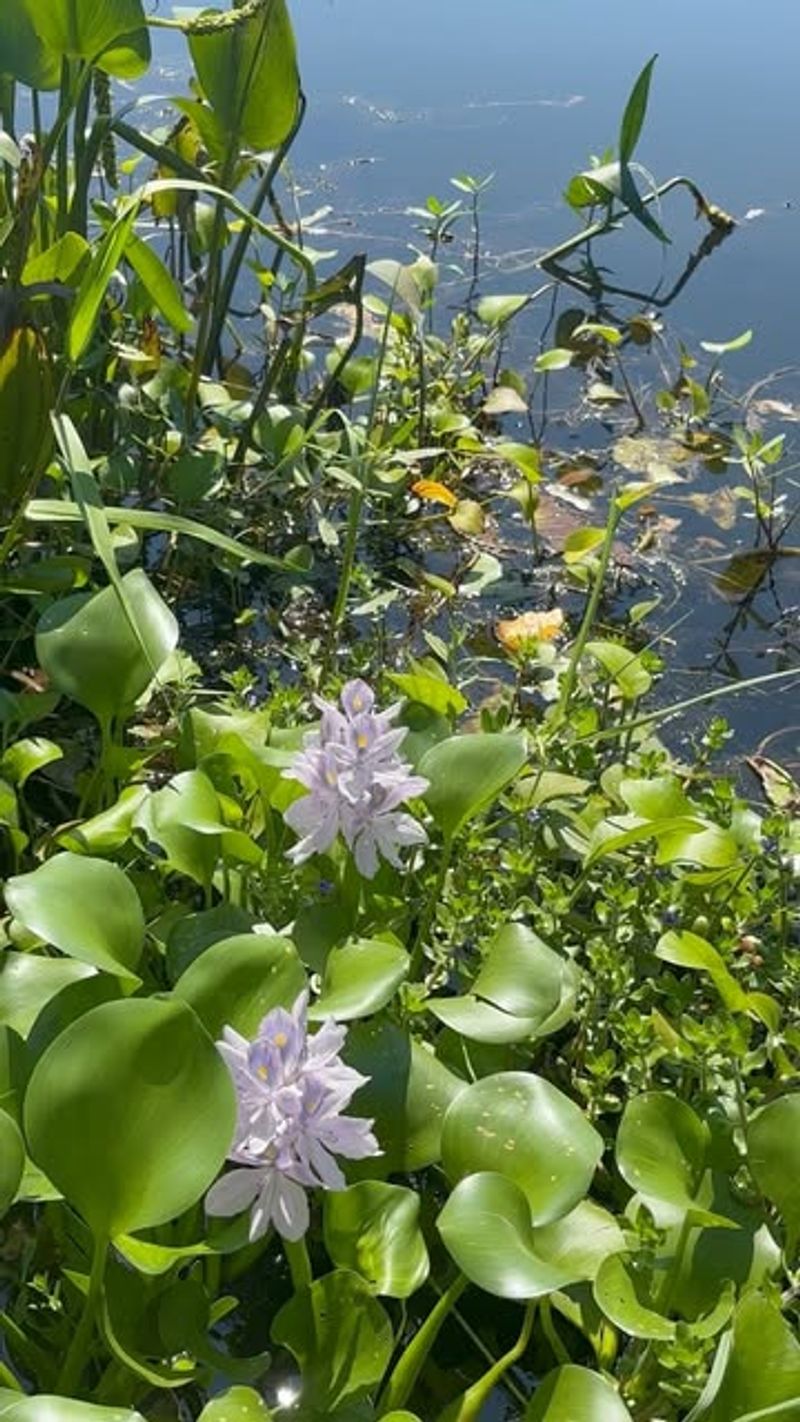 Water Hyacinth