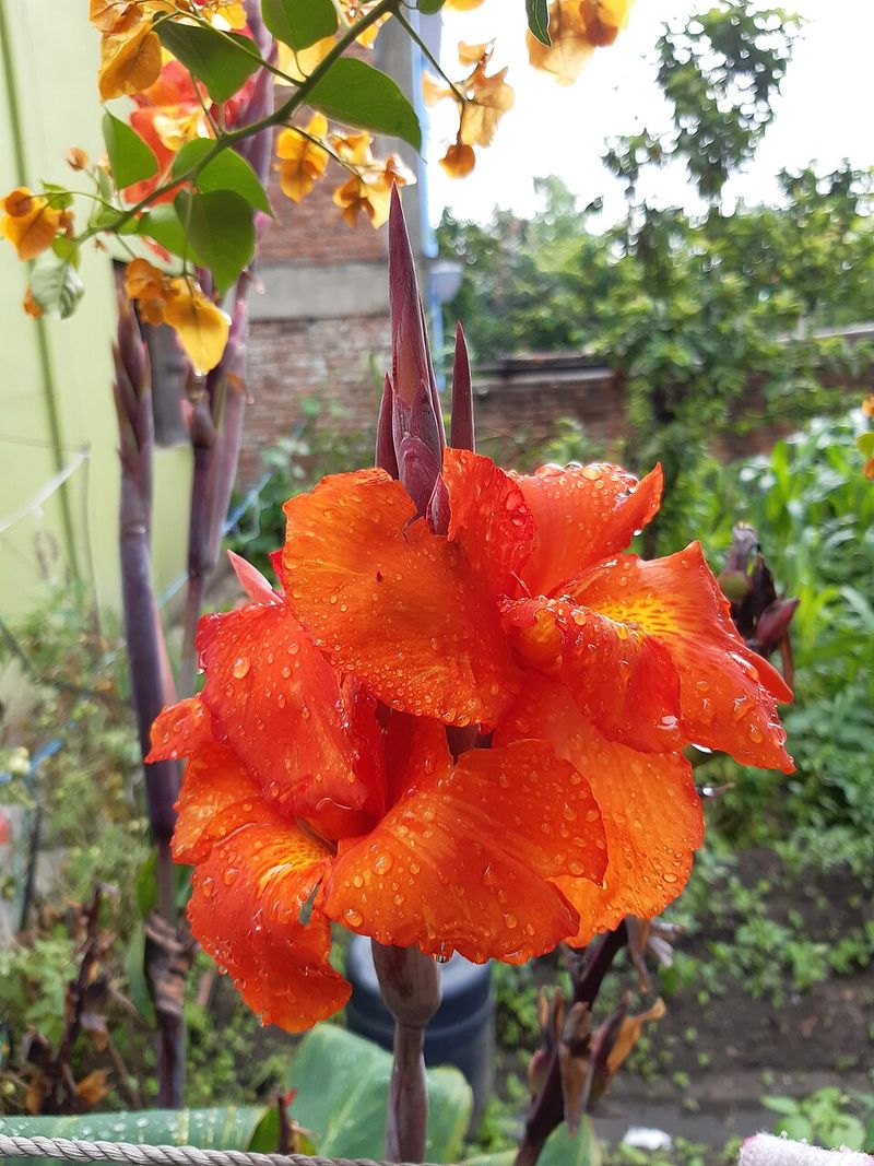 Canna Lily