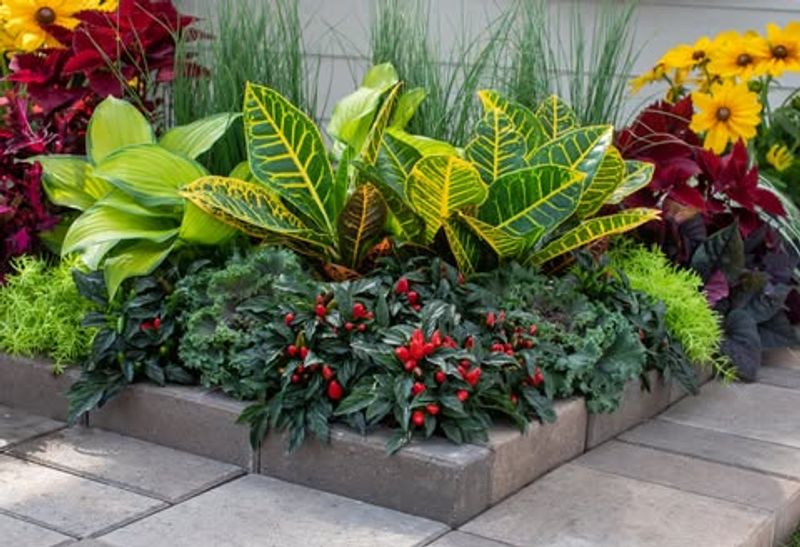 Colorful Croton Showcase Gardens