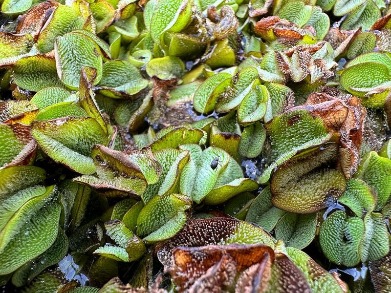 Giant Salvinia (Salvinia molesta)