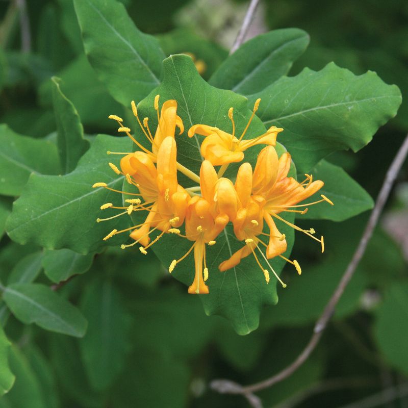 Yellow Honeysuckle (Lonicera Flava)