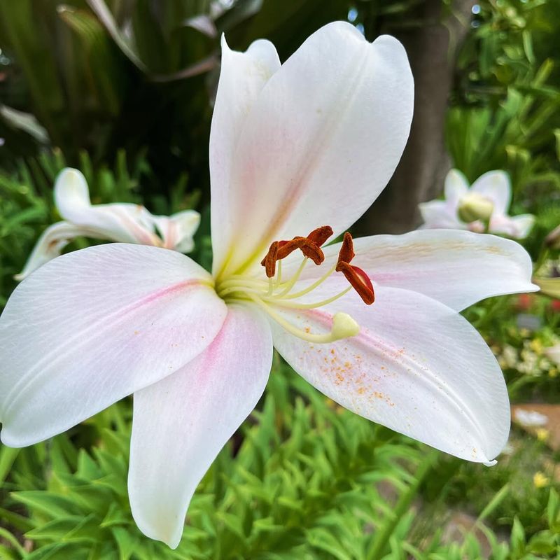 Easter Lily (Lilium Longiflorum)