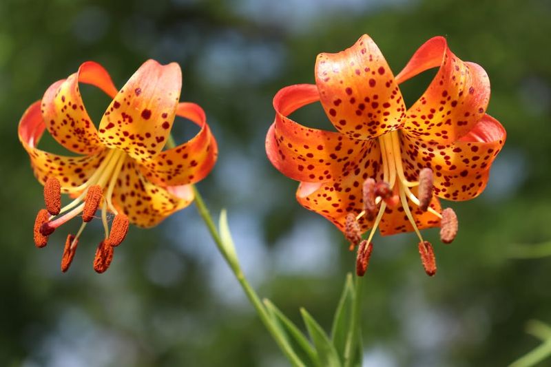 Tiger Lilies