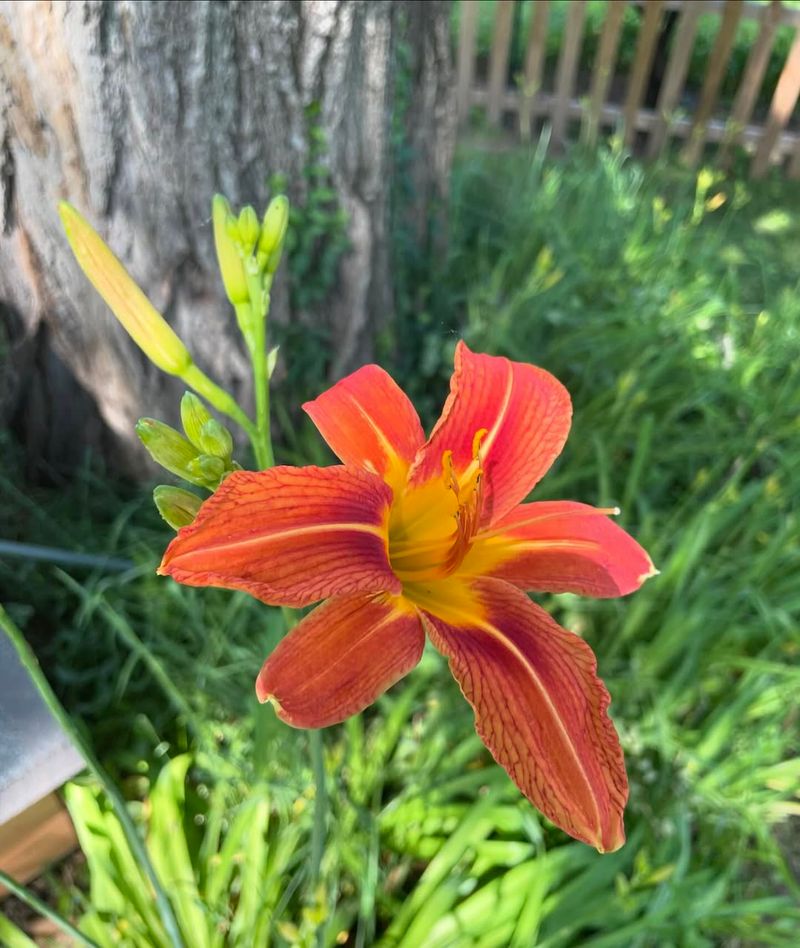 Tiger Lily
