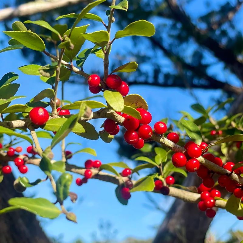 Yaupon Holly