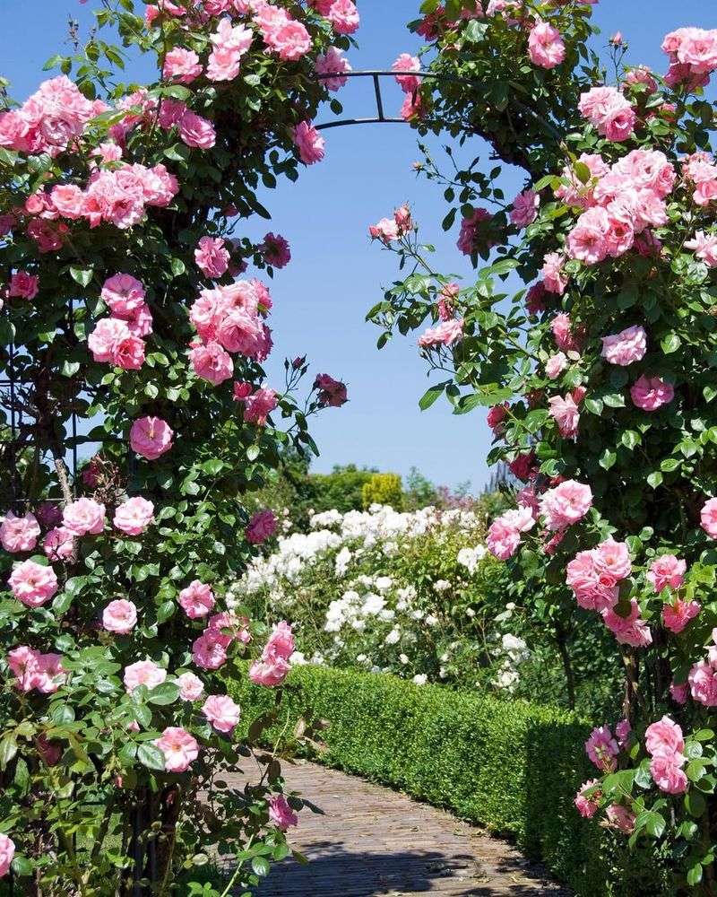 Climbing Roses: The Classic Beauty