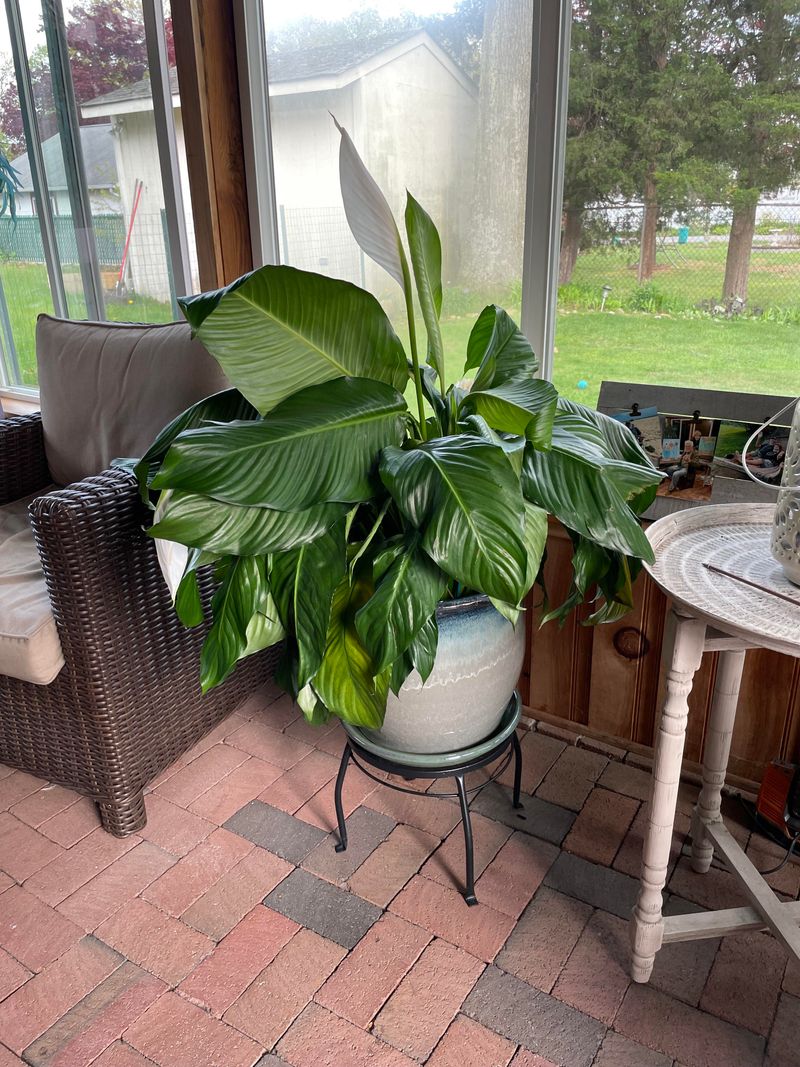 Proper After-Pruning Care