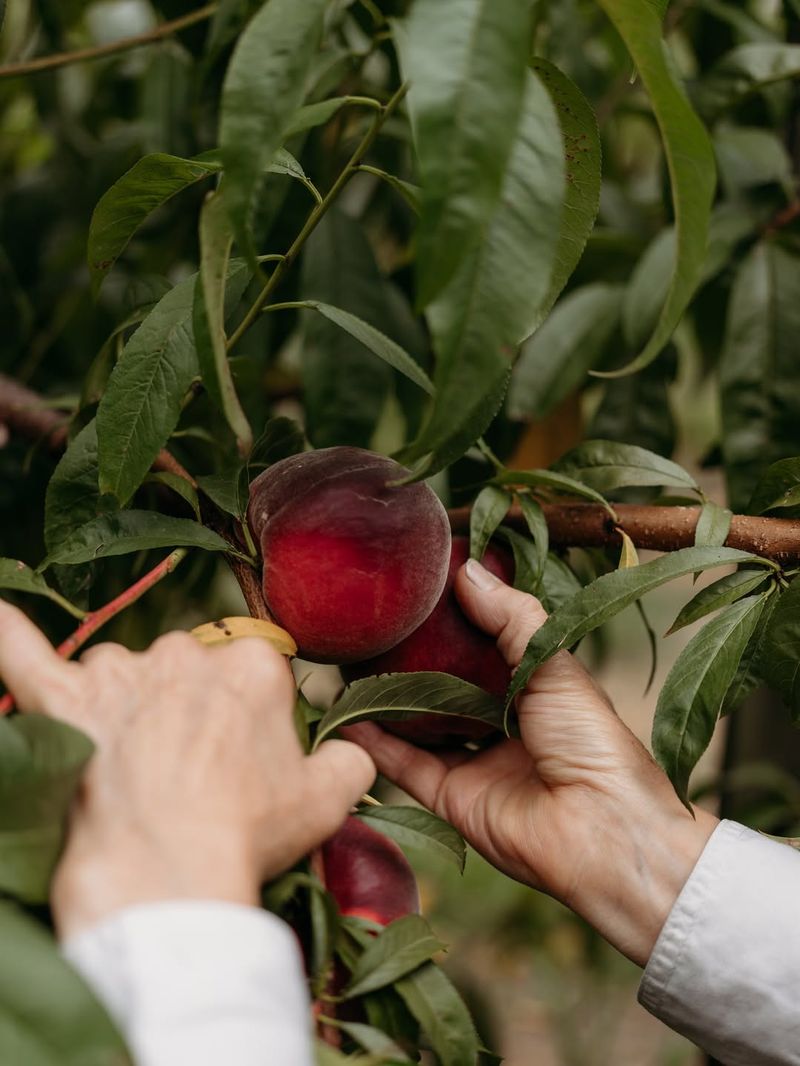 Choose Low-Chill Peach Varieties For Warm Regions