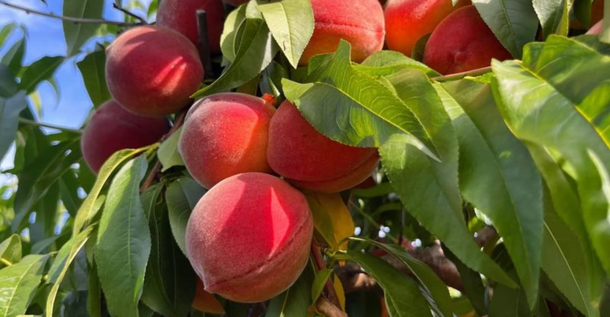 peach tree fruit