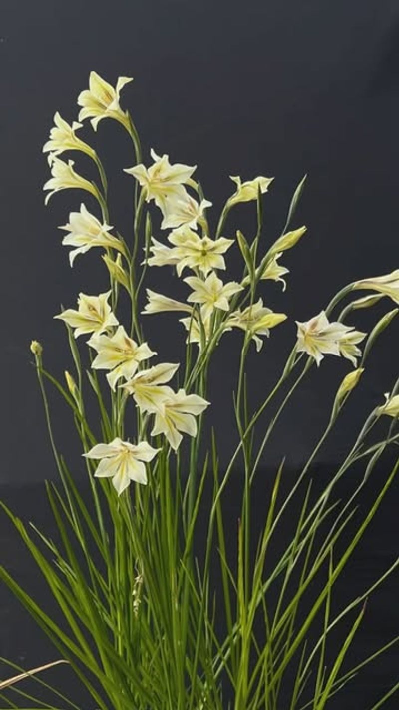 Night Gladiolus (Gladiolus Tristis)