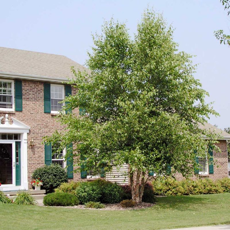 River Birch Loves Moist Soil And Grows Fast