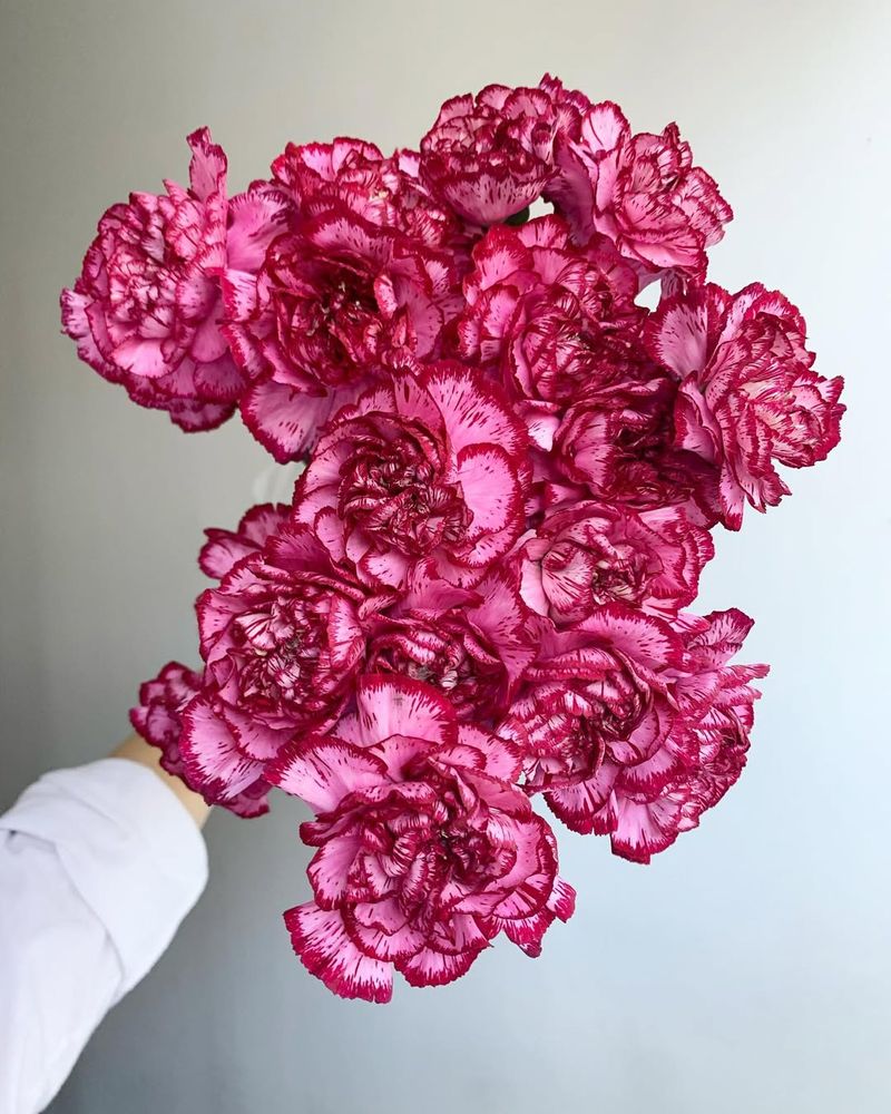 Carnations