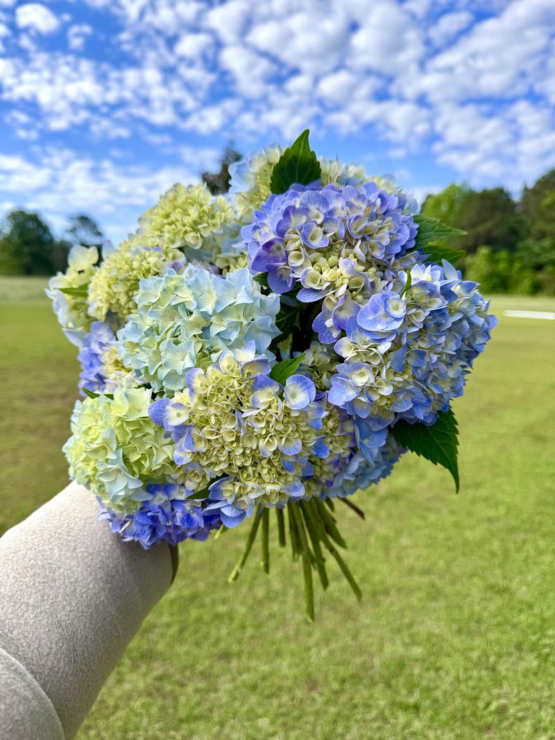 Hydrangeas