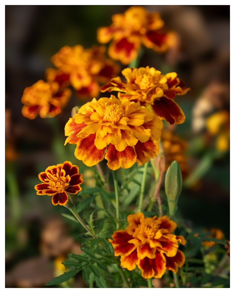 Marigolds Have Long Been Associated With Protection And Blessings
