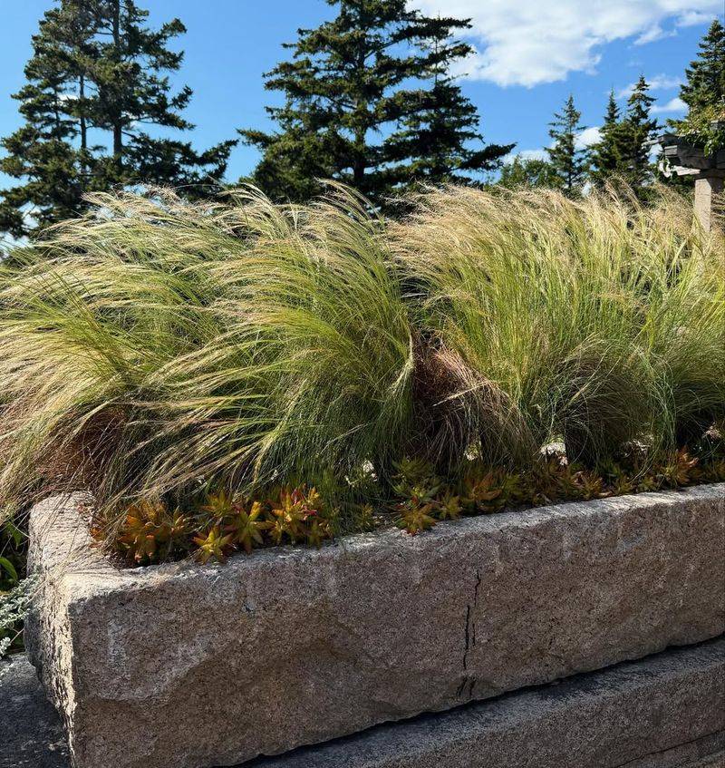 Mexican Feathergrass